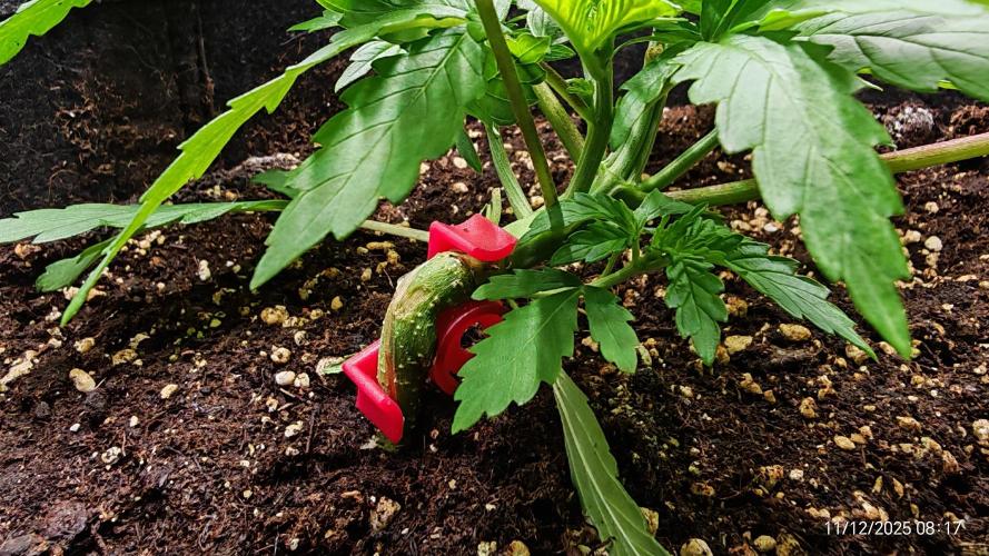 Imperium X. Week 3 - 11.12