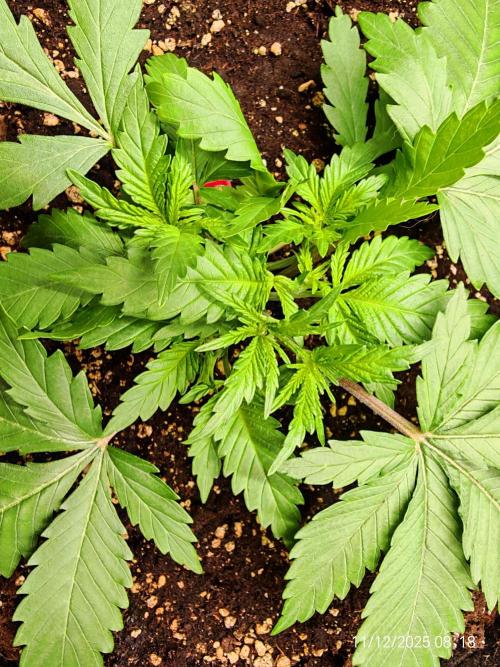 Imperium X. Week 3 - 11.12