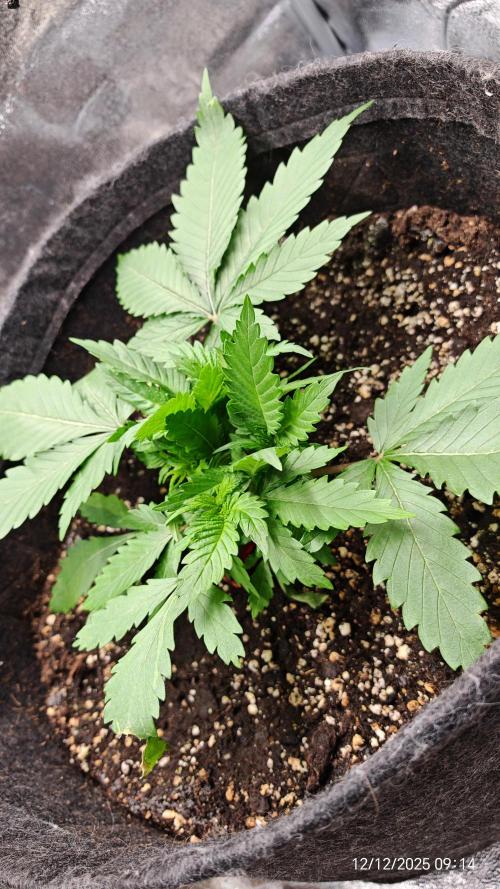 Imperium X. Week 4 - 12.12