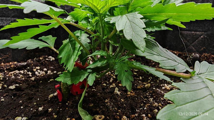 Imperium X. Week 4 - 12.12