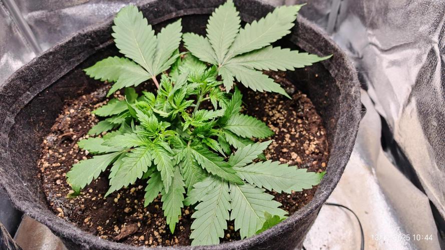 Imperium X. Week 4 - 13.12