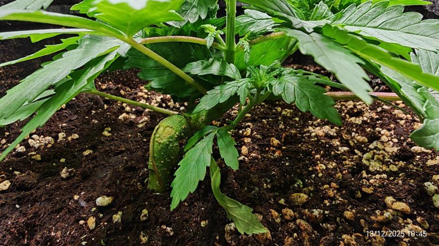 Imperium X. Week 4 - 13.12