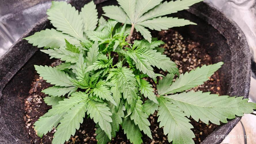 Imperium X. Week 4 - 14.12