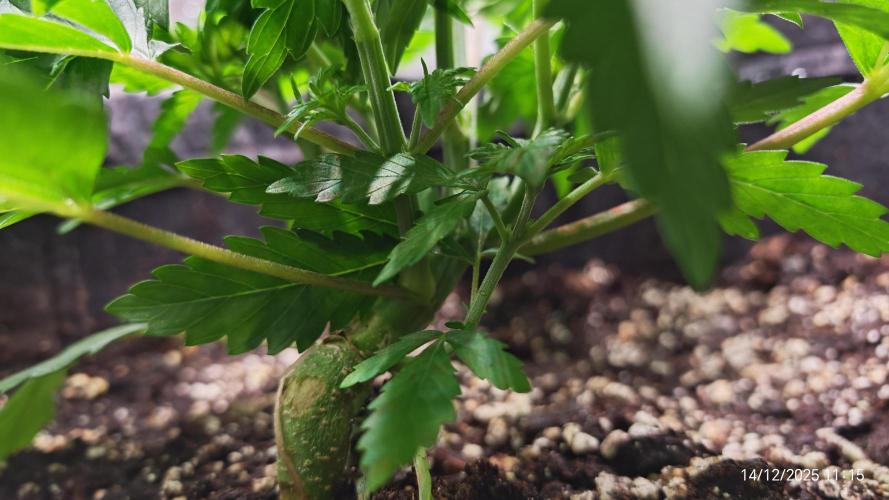 Imperium X. Week 4 - 14.12