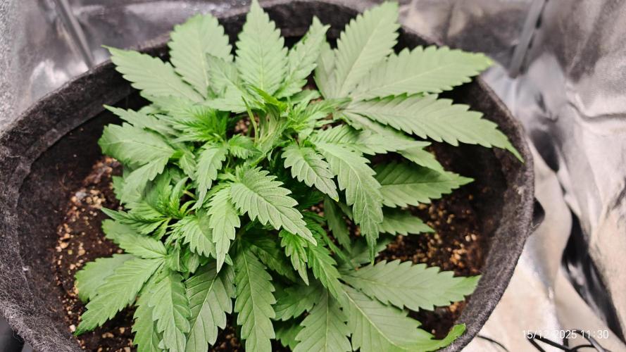 Imperium X. Week 4 - 15.12