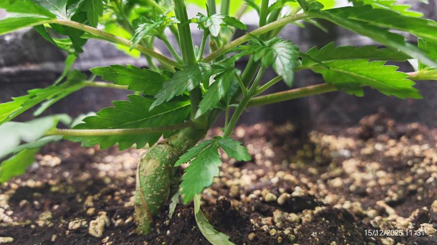 Imperium X. Week 4 - 15.12