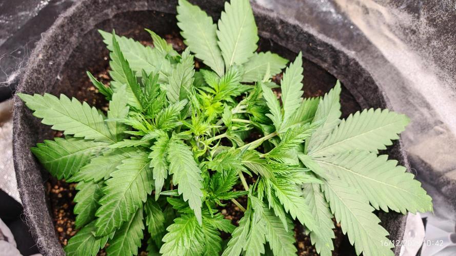 Imperium X. Week 4 - 16.12