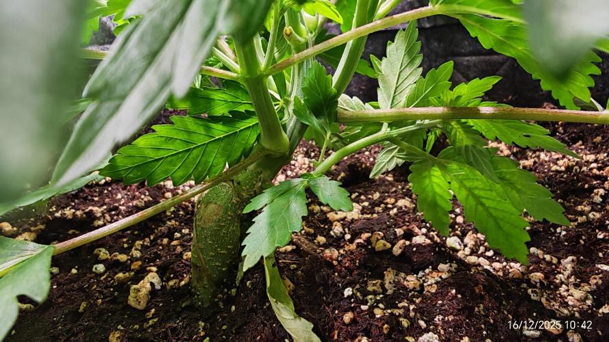 Imperium X. Week 4 - 16.12