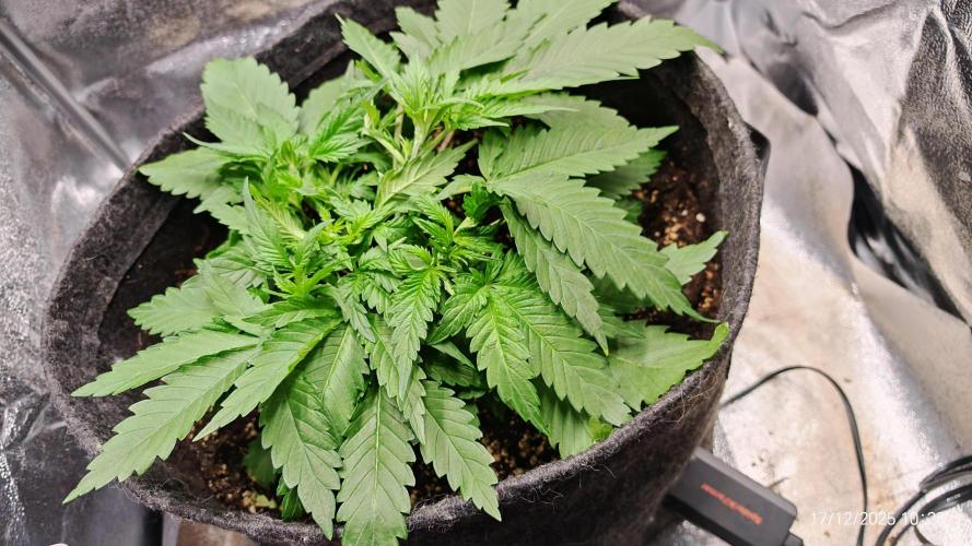 Imperium X. Week 4 - 17.12