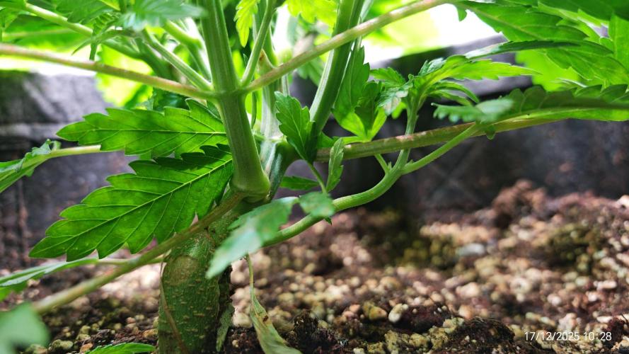 Imperium X. Week 4 - 17.12