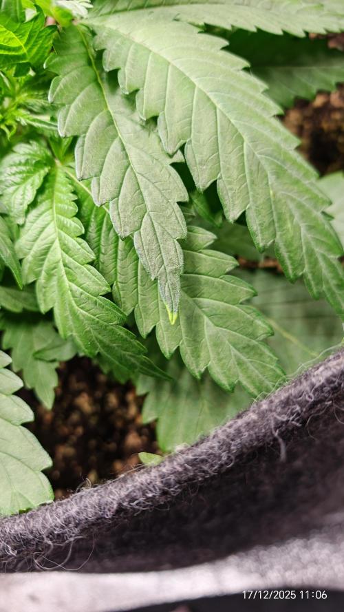 Imperium X. Week 4 - 17.12