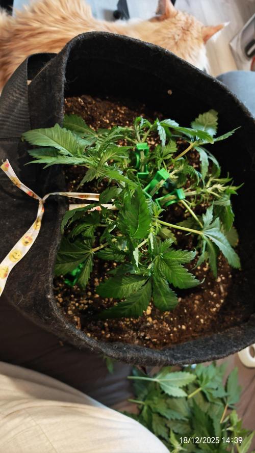 Imperium X. Week 4 - 18.12