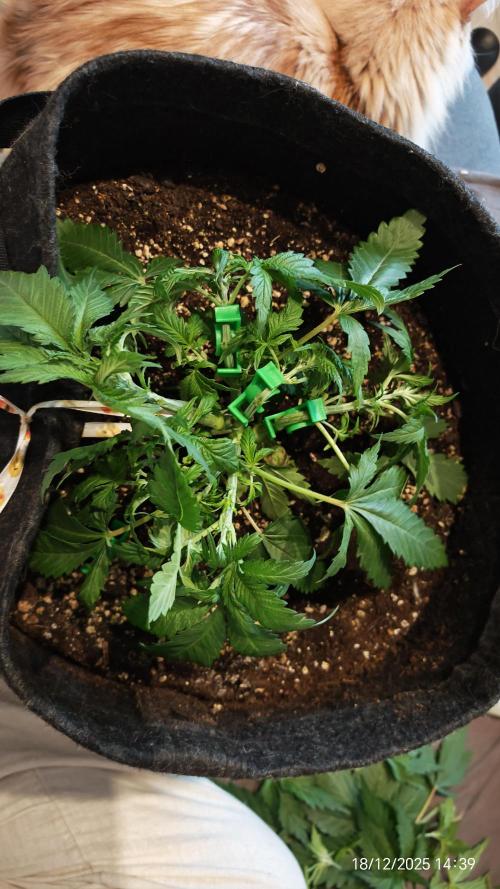 Imperium X. Week 4 - 18.1218.12