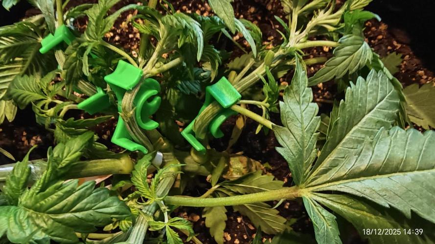 Imperium X. Week 4 - 18.12