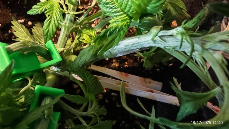 Imperium X. Week 4 - 18.12