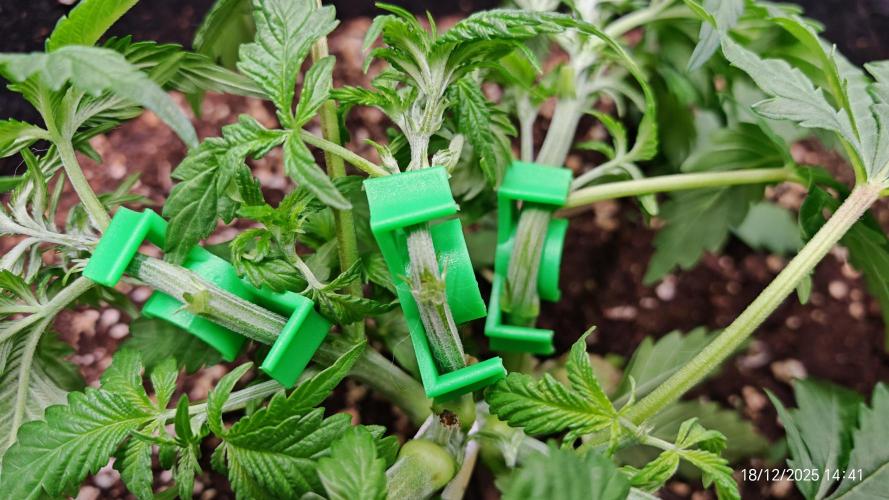 Imperium X. Week 4 - 18.12