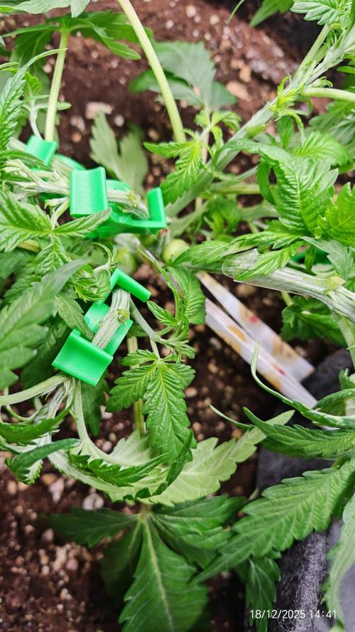 Imperium X. Week 4 - 18.12