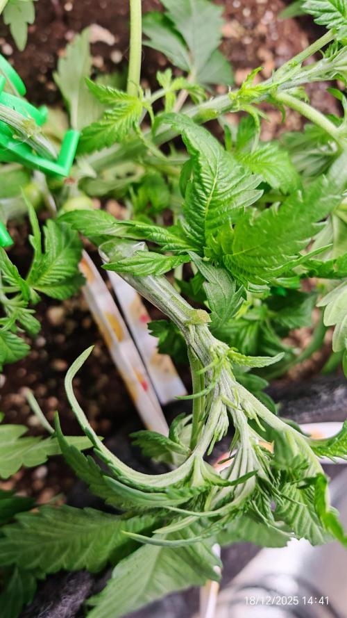 Imperium X. Week 4 - 18.12