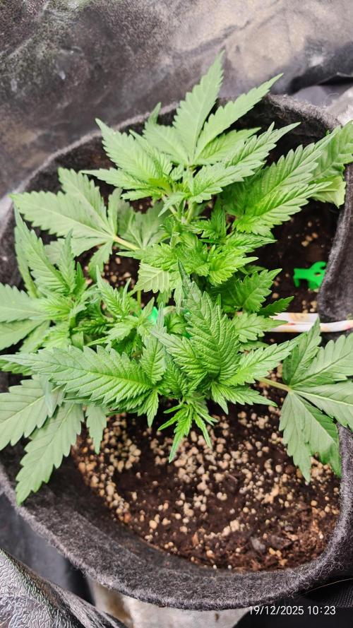 Imperium X. Week 5 - 19.12