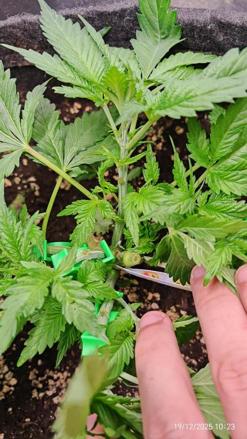 Imperium X. Week 5 - 19.12