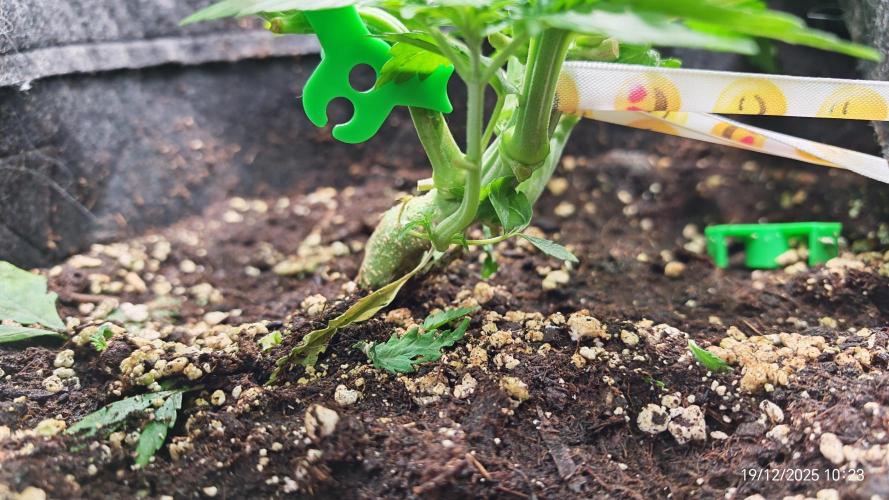 Imperium X. Week 5 - 19.12