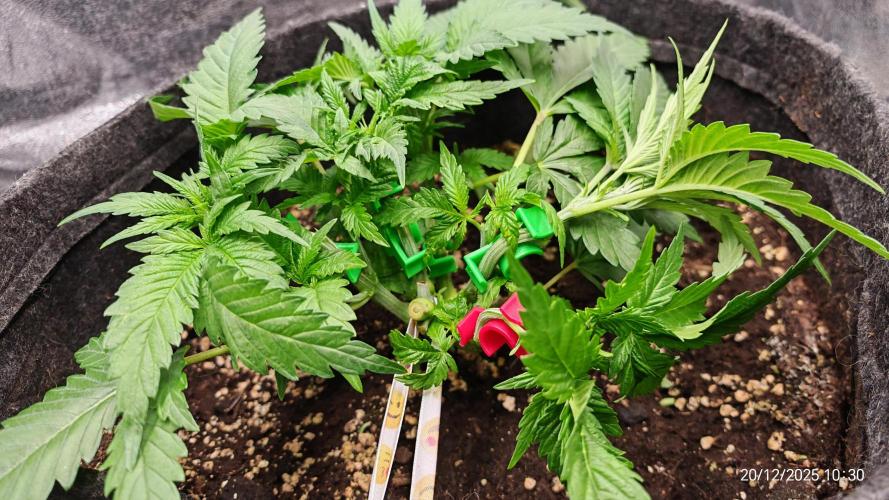 Imperium X. Week 5 - 20.12