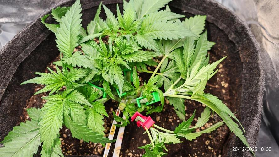 Imperium X. Week 5 - 20.12