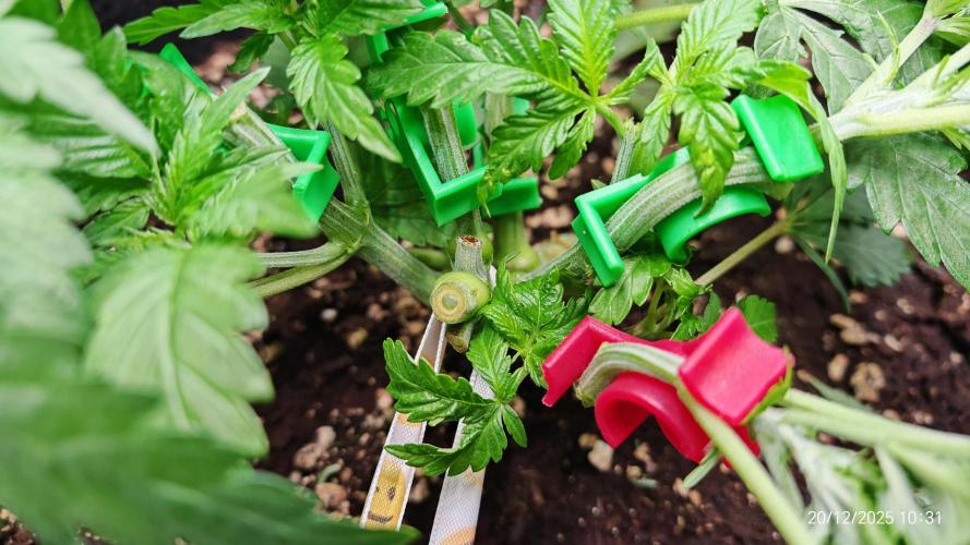 Imperium X. Week 5 - 20.12