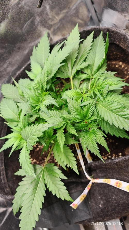 Imperium X. Week 5 - 21.21