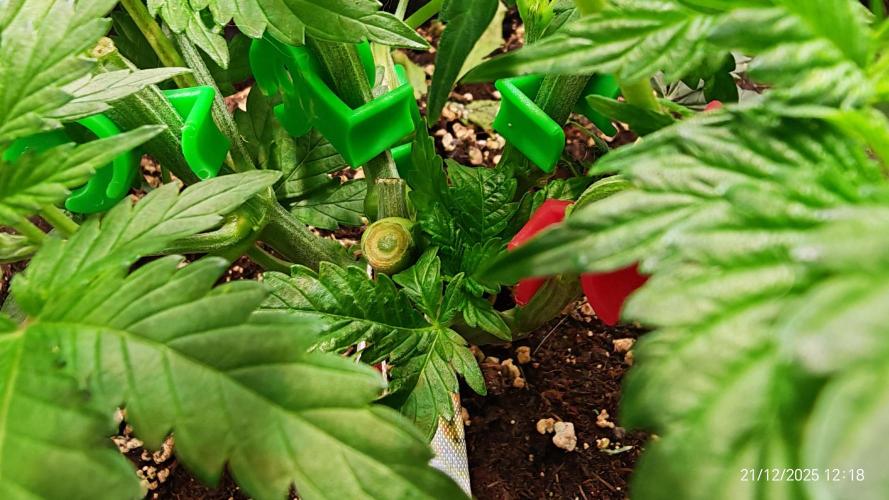 Imperium X. Week 5 - 21.21