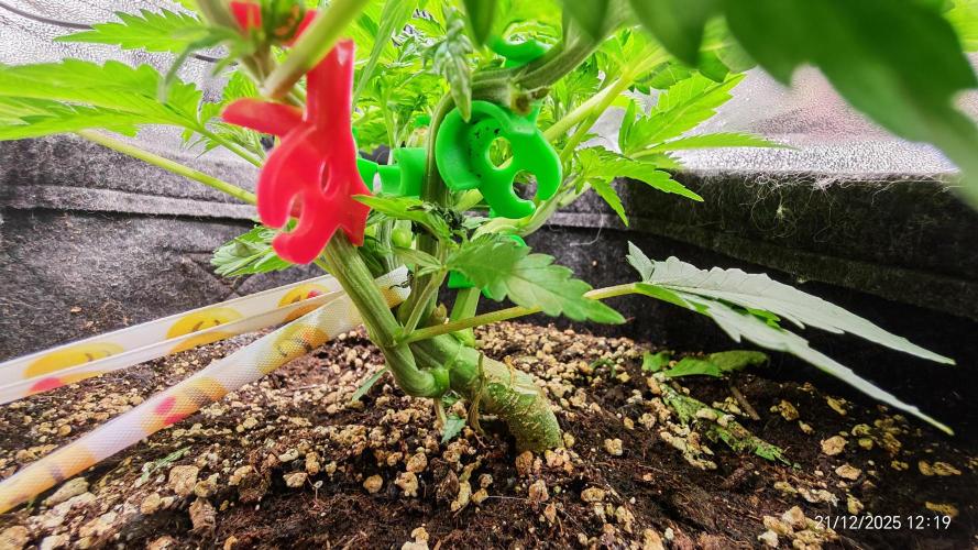 Imperium X. Week 5 - 21.12