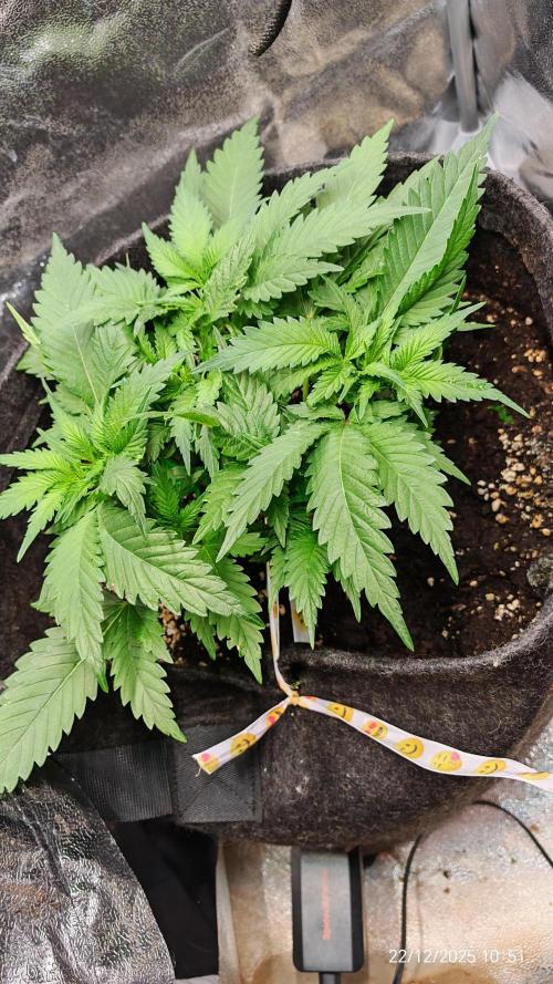 Imperium X. Week 5 - 22.12