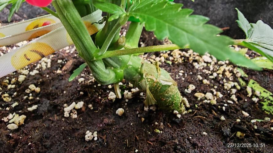 Imperium X. Week 5 - 22.12