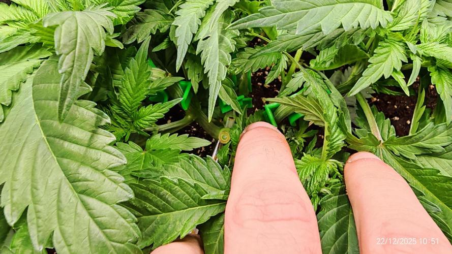 Imperium X. Week 5 - 22.12