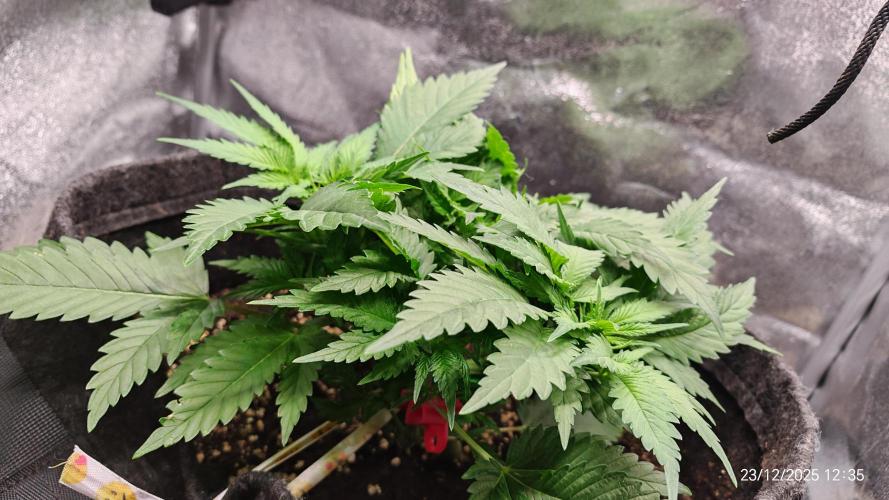 Imperium X. Week 5 - 23.12