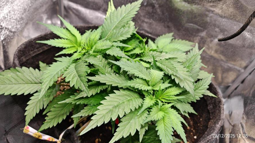 Imperium X. Week 5 - 23.12