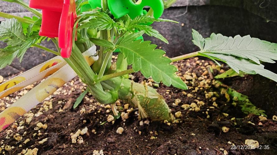 Imperium X. Week 5 - 23..12