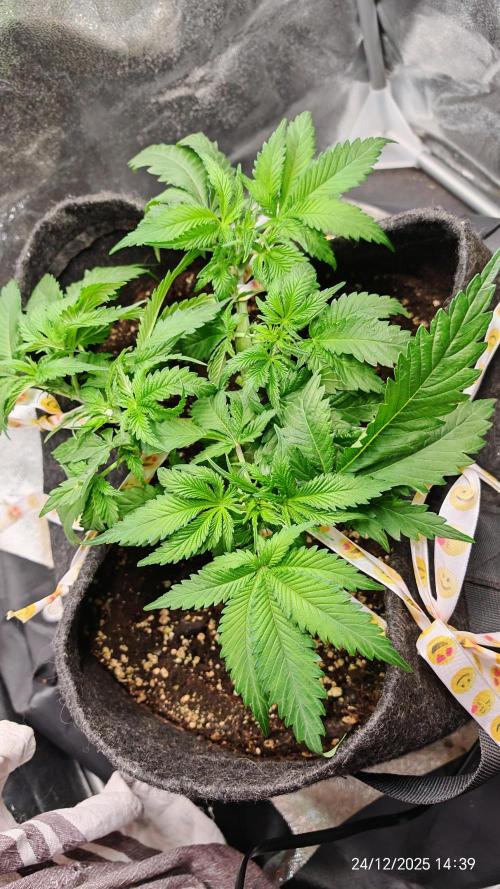 Imperium X. Week 5 - 24.12