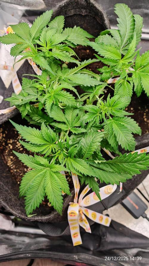 Imperium X. Week 5 - 24.12