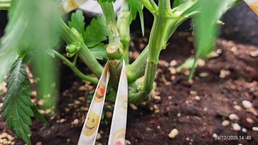 Imperium X. Week 5 - 14.12