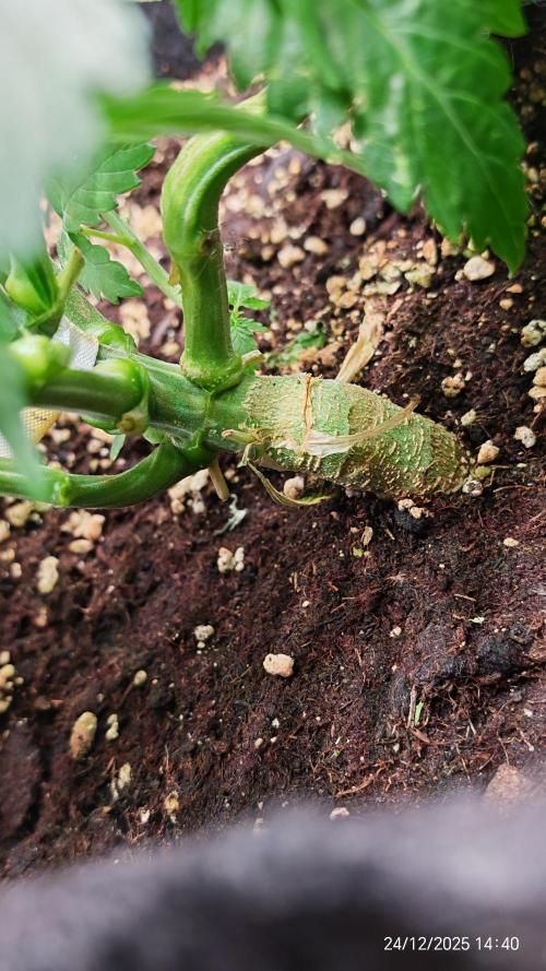 Imperium X. Week 5 - 14.12