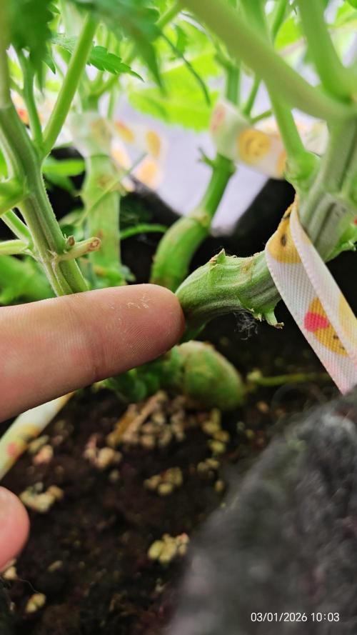 Imperium X. Week 7 - Referenz für Triebdicke