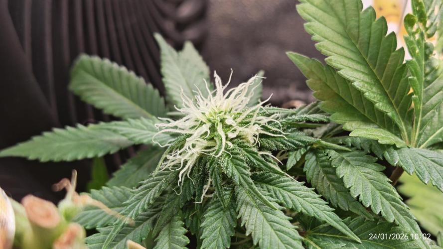 Imperium X. Week 10 - Node 1 (reveg Trieb) "Bud"
