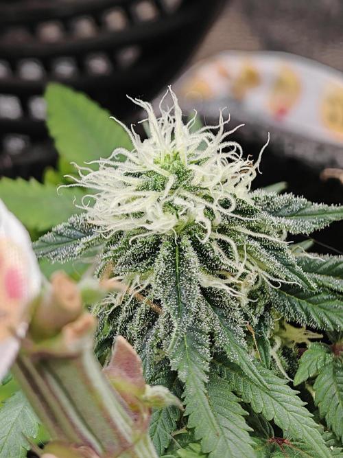 Imperium X. Week 11 - Node 1