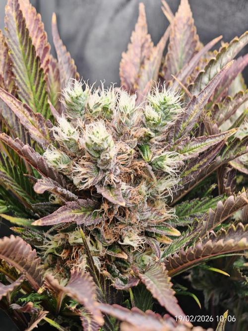 Imperium X. Week 14
