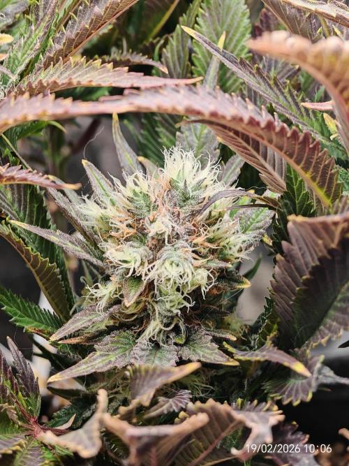 Imperium X. Week 14