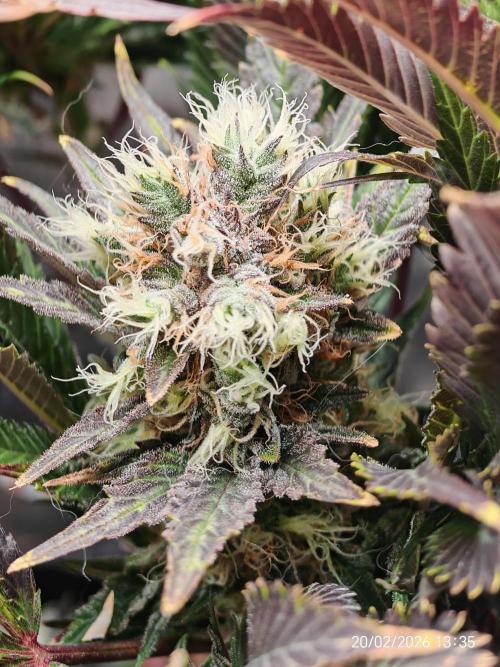 Imperium X. Week 14
