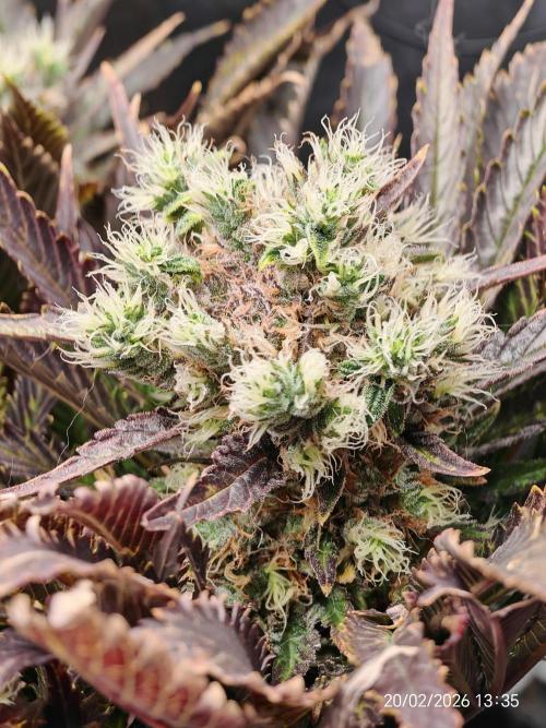 Imperium X. Week 14