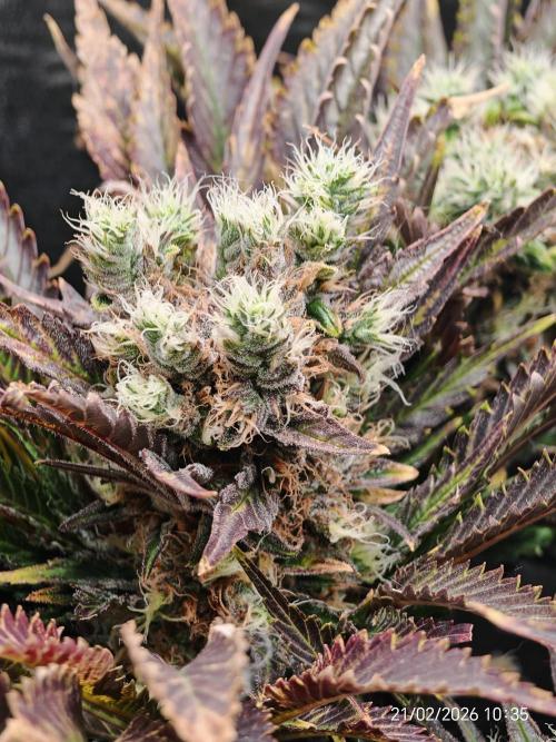 Imperium X. Week 14