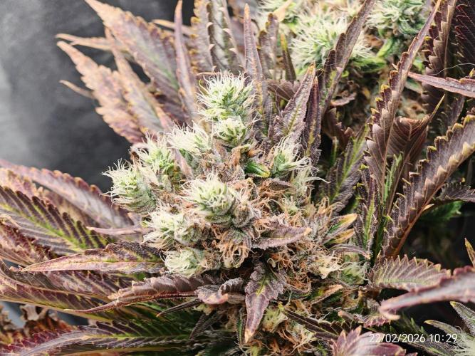 Imperium X. Week 14